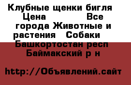 Клубные щенки бигля › Цена ­ 30 000 - Все города Животные и растения » Собаки   . Башкортостан респ.,Баймакский р-н